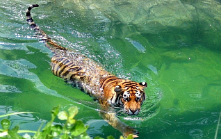 Как правильно проводить Чёрного Водяного Тигра 2022?